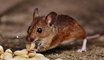 24 Hour & Emergency Exterminators in Blrsdn Greagl, CA